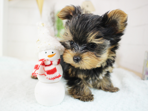 メリークリスマス！！